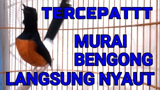 Download lagu TERCEPAT✅✅ murai BENGONG langsung NYAUT dengar pancingan ini✅ mp3