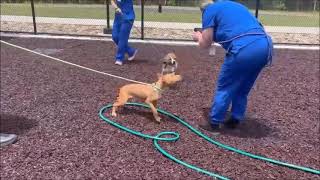 Video preview image #1 Mutt Puppy For Sale in Shelburne, VT, USA
