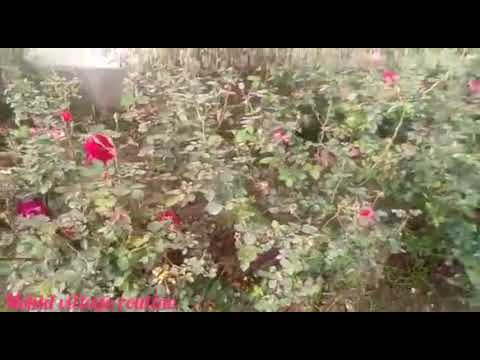Bagiche mein gulab ke flowers ke podha mohid village  routine