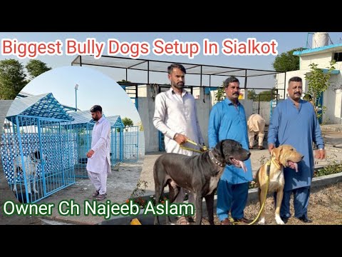 Biggest Bully Dogs Setup In Sialkot | Owner Ch Najeeb Aslam | Rehan Thekedar