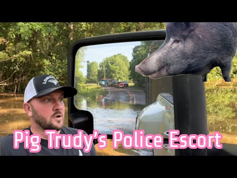 Rescue Pigs Saved From River Flooding