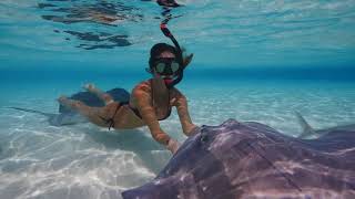 SWIMMING with STINGRAYS in the Cayman Islands