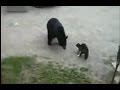 Cat Vs Bear TOP 5