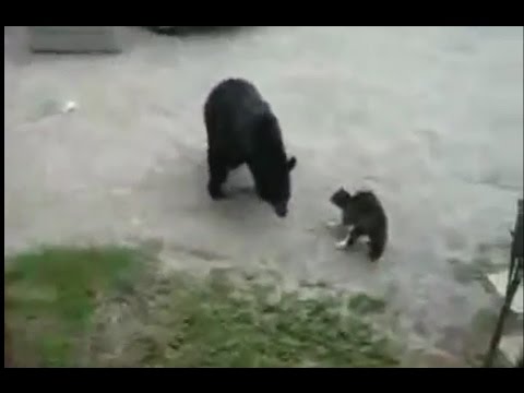 Funny animal videos - House Cat Attacks Bear Video