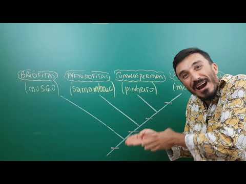 Grupos Vegetais - Briófitas, Pteridófitas, Gimnospermas e Angiospermas