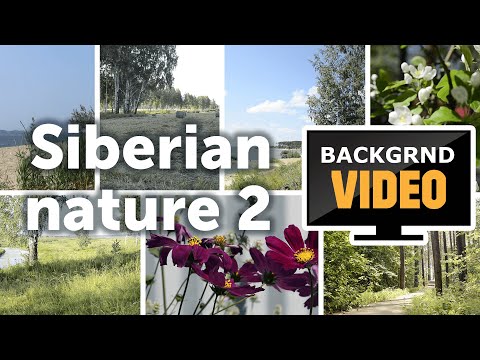 Background video with the nature of Siberia. Spring and summer