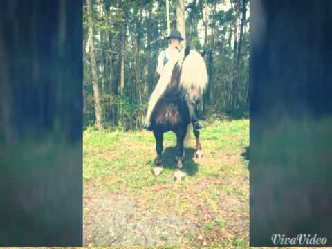Kohlfuchs Haflinger Luber beim Georgi-Ritt in Kammerstein 2015
