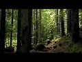 Video Of Forest - Stock Footage