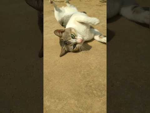 ►►The beauty cat dance | 😼😼😸😸😾| cat | short  #viral #cat #shorts#catlovers