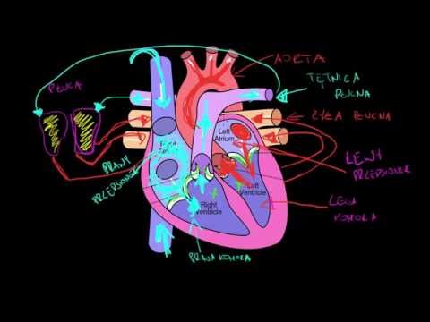 Urządzenie do stymulacji mięśni Ból lewej grzbietu latissimus