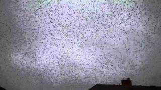 preview picture of video 'starlings over carmarthen west wales vid 2 of 3'