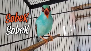 Download lagu Paruh Sobek Sobek‼️Ekek Keling Gacor Suara Kasar mp3 Download lagu Paruh Sobek Sobek‼️Ekek Keling Gacor Suara Kasar mp3