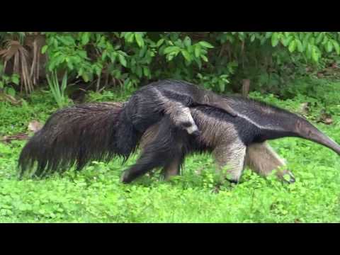 Giant Anteater with baby in the Brazilian Pantanal: Pouso Alegre