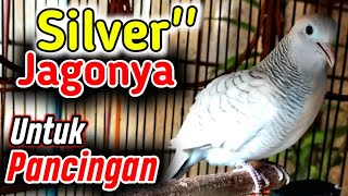 Download lagu Suara perkutut SILVER gacor - JITU untuk pancing perkutut agar cepat bunyi mp3
