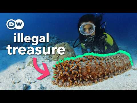 The $200 million black market you never heard of