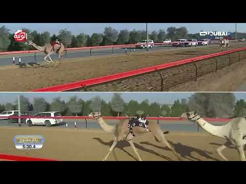 ش 8 (غند) لـ هجن الشحانية 12:38:9 , مهرجان ولي عهد دبي 2026/1/14 حول وزمول المرموم