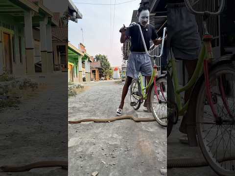 Cemong Hampir Nabrak Massa, Vebby Langsung Marah! #shortvideo #shorts #short
