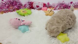 ハーフ犬の動画01