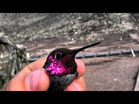 Anna's Hummingbird iridescence