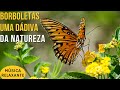 Borboletas Uma Dádiva Da Natureza Música Relaxante