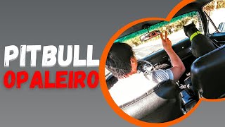 PITBULL E OPALA, COMBINAO PERFEITA ...