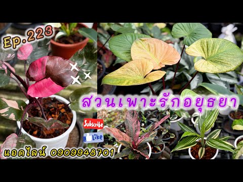 ต้นไม้สวย แบ่งปันจ้า สวนเพาะรักอยุธยา ep.223 📱 แอดไลน 0909948701 า#สวนเพาะรักอยุธยา #plants #garden 