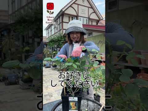 夏にバラの茂みを剪定して開花を促進するにはどうすればよいですか? + ビデオチュートリアル  庭園