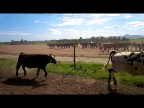 En Venta, Novillos de 1 a 2 Años.