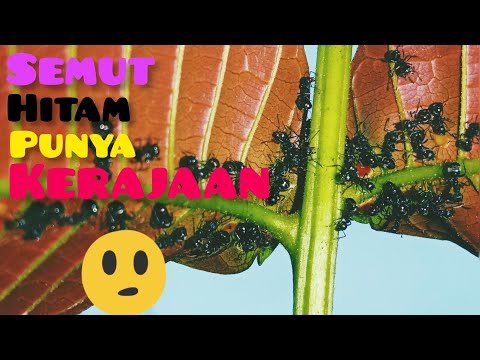 SEMUT HITAM DAN FILOSOFI NYA? ||SATWA LIAR