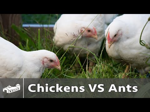 download lagu mp3 mp4 Do Chickens Eat Fire Ants, download lagu Do Chickens Eat Fire Ants gratis, unduh video klip Do Chickens Eat Fire Ants