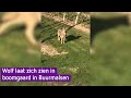 Wolf tussen de fruitbomen in Buurmalsen