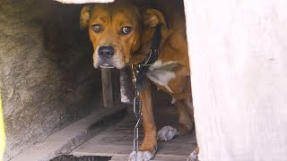 Fudge Ripple freed from the chain by The Humane Society of the United States