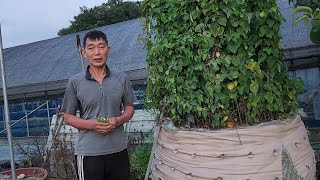3대 명약! 백하수오 건강에 최고 !! 1톤 자루에서 2년째 크고 있어요