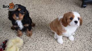 Cavalier King Charles Spaniel Puppies