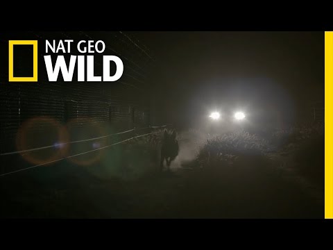 Feral Dogs | Kangaroo Dundee