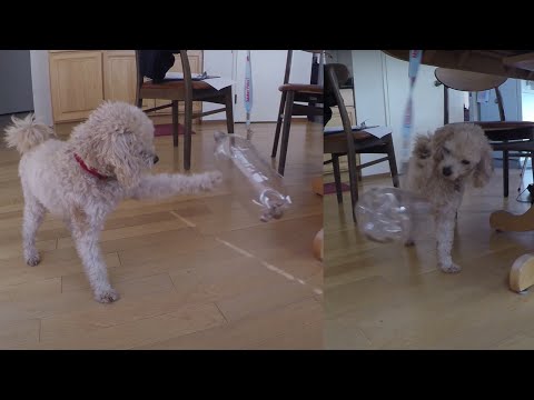 Build The Cheapest Pet Fun Toy/Slow Dog Feeder In 5 Seconds