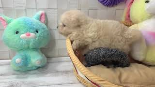 ハーフ犬の動画01