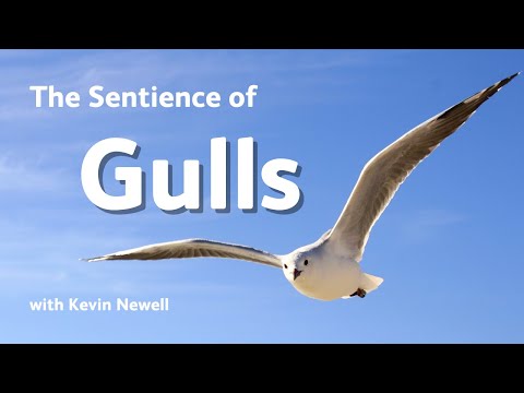 The Sentience of Gulls - OneKind Winter Warmers