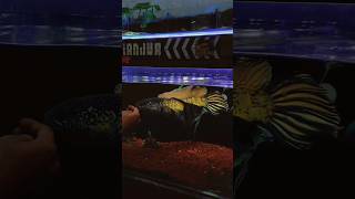 Download lagu AURANTI JUMBO GONDRONG MANGAP MANGAP‼️ #channa #shortsvideo mp3