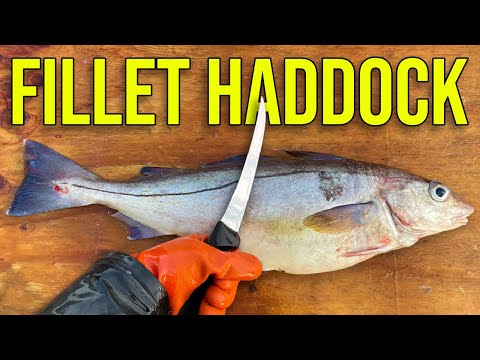How to Fillet Haddock: Boneless Fillets (Pro Fisherman Tips)