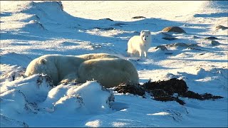 Arctic fox - PBI Polar Bear Season 2022