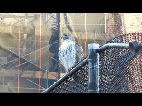 Christo the red-tailed hawk hangs out with basketball players in Tompkins Square