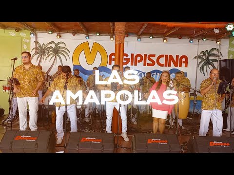 🟢LAS AMAPOLAS - Gigante Orquesta DOMINÓ🟢 #trujilloperu