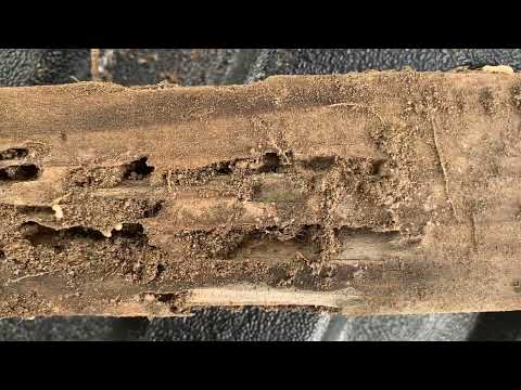 Termite Monitors Full of Termites in Toms River, NJ