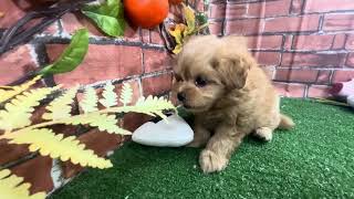 ハーフ犬の動画01