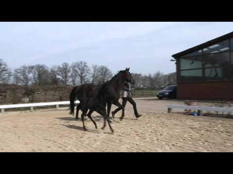 Hengstfohlen von Don Noblesse / Fürst Heinrich v. 27.  März 2016