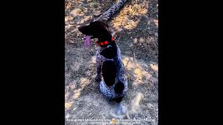 This dog’s tail has a mind of its own.#viral #funny #animallife #dog #doglifegoals