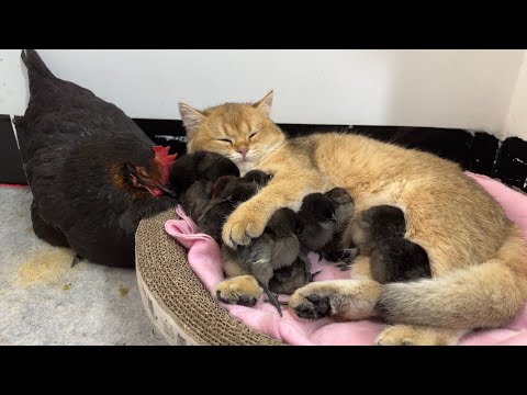 Adorable Animal Moments: Cat Lulls Baby Chicks to Sleep