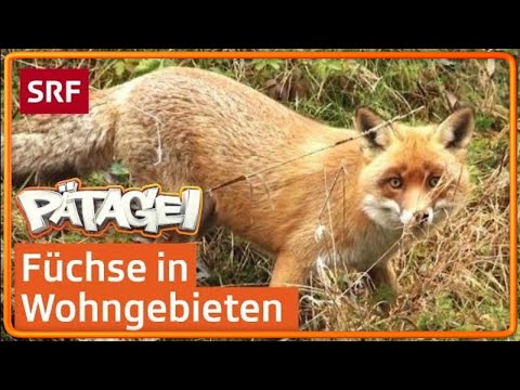 So leben Füchse in der Schweiz | Pätagei | SRF Kids – Kindervideos für Kinder