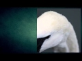 Echoes - Wooden Hearts 
